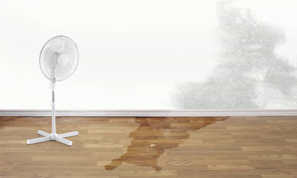 Best 24/7 water damage repair  in Agler Estates, FL